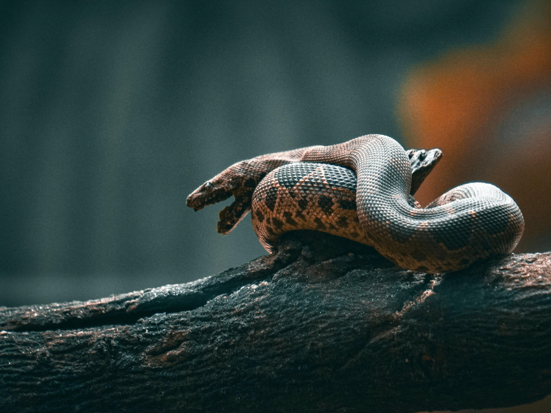 <p>Revues pr&eacute;datrices : une menace syst&eacute;mique pour la connaissance et la confiance&thinsp;</p>